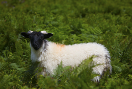 Sheep In Green Ferns, Doolough Valley, Ireland, 2018.jpg