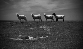 Four Sheep, Cliffs of Moher, Ireland, 2018.jpg