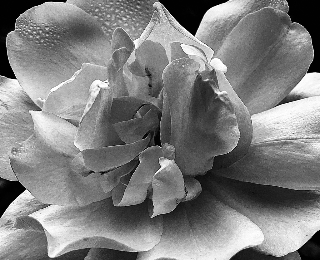 White Flower with Dew Drops, Calabasas, CA, 2020.jpg