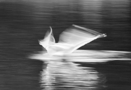 Gull Blurr on Water, Dublin, Ireland, 2018.jpg