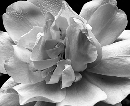 White Flower with Dew Drops, Calabasas, CA, 2020.jpg