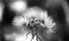 Fluff of an Albizia Julibrissin Tree, Japanese Garden, Portland, Oregon, 2018.jpg