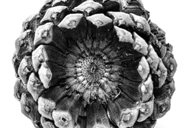 Ponderosa Pine Cone Study #5, Calabasas, CA, 2020.jpg