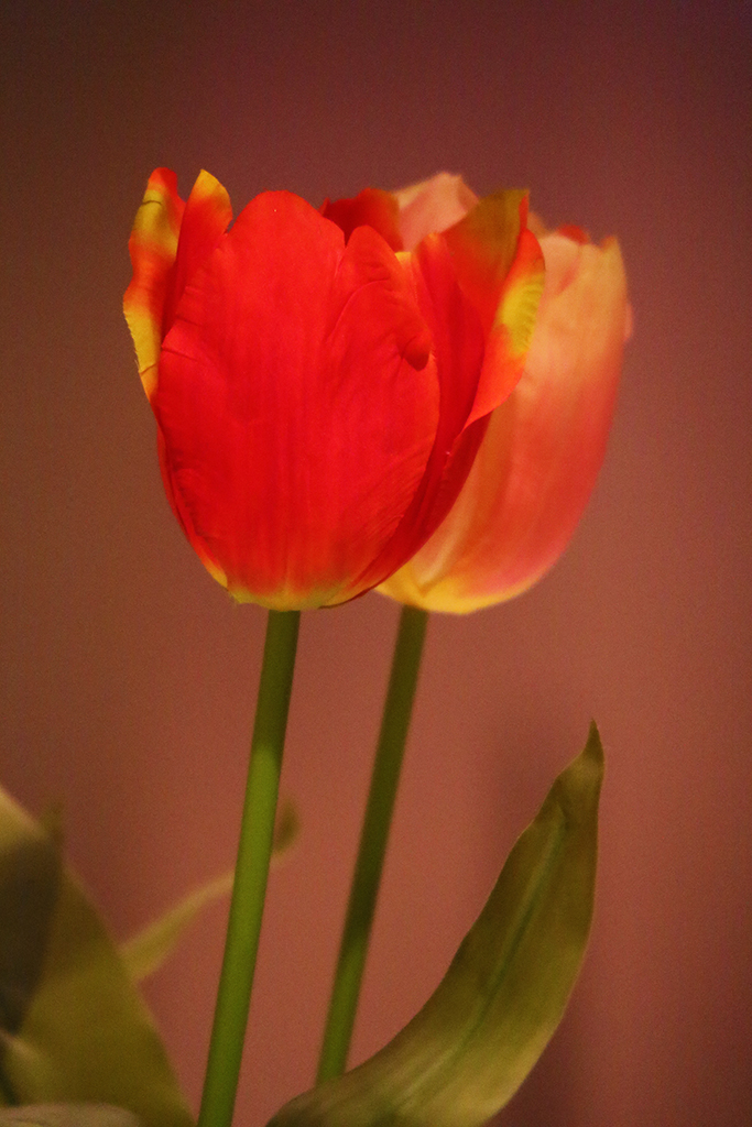Glow of a Tulip, Bergen, Norway, 2016.jpg