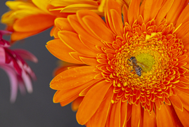 Orange Flower and the Bee, Flower District, Los Angeles, CA, 2020.jpg