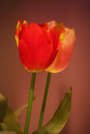 Glow of a Tulip, Bergen, Norway, 2016.jpg