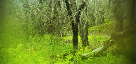 Green Misty Forest, Pismo Beach, CA, 2019.jpg