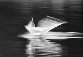 Gull Blurr on Water, Dublin, Ireland, 2018.jpg