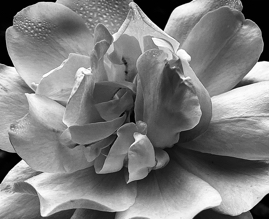 White Flower with Dew Drops, Calabasas, CA, 2020.jpg