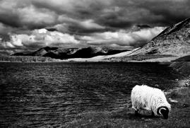 Ram Grazing, Inagh Valley, Ireland, 2018.jpg