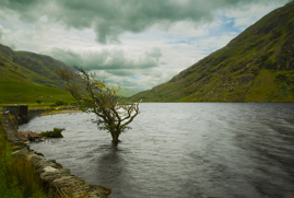 Tree In Lake, Teevnabinnia Leenane Mayo, Ireland, 2018.jpg